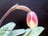 Paphiopedilum Vanda Pearman(bellatulum 'High Ball' x delenatii 'Gigantic')(Orchid Inn)